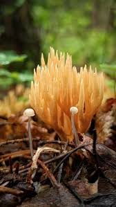 Image result for Ramaria stricta