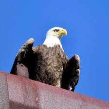 We did not find results for: For The Love Of Raptors Birds Of Prey Home Facebook