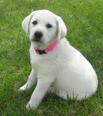 Check out the size, price & facts on chocolate chocolate labs are friendly and sociable by nature but if you are buying a pup from a puppy mill or farm, then there are chances that the pet. Yellow Lab Puppies For Sale In My Area 2 Yellow Female Labrador Puppies For Sale Southend On