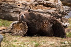 The Calgary Zoo - Don't let this sleepy bear fool you-... | Facebook