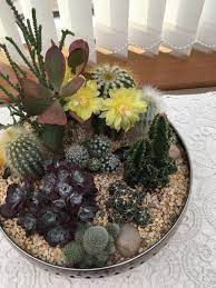 Notice how the flowers hang down. Made A Cactus Bowl For My Nanny In Law And She S Just Sent Me This I Have Them For Years And Nothing Few Months In The Conservatory And This Happens I Think