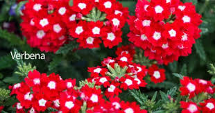 Flower stems are sufficiently long for quality cut flowers. 29 Annuals To Grow In Sunny Hot Dry Places With Pictures