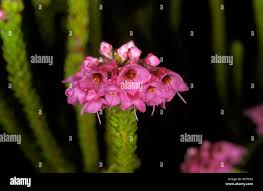 Image result for Erica milanjiana