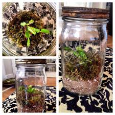Venus Fly Trap Terrarium Ball Jar Venus Fly Trap Fly Traps Venus Fly Trap Terrarium