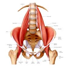 Anteriorly, where the ligaments are strongest. The Many Faces Of Iliacus Dysfunction Neuromuscular Therapy Of Vermont