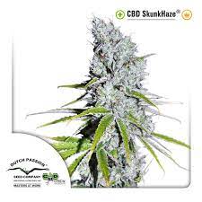 With parents from both the skunk and the haze family, you're guaranteed a heady high that is indicative of the legacy it is tasked to uphold. Cbd Skunk Haze Dutch Passion Zamnesia