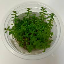 Image result for Rotala mexicana