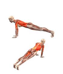 Dandasana Plank Pose Yoga Com Yoga Anatomy Yoga Asanas Yoga Muscles