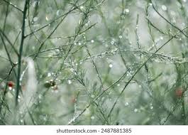 Image result for Asparagus petersianus