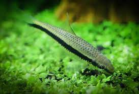 Siamese algae eater fish the siamese algae eater fish (scientific name: Top 8 Must Have Algae Eater Species For Your Tank Aquariadise