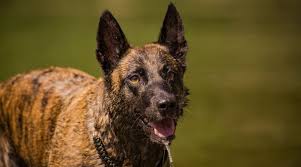 The best malinois dog jumping and climbing wall video (2020). Belgian Malinois Mixes 11 Beautifully Unique Crossbreeds