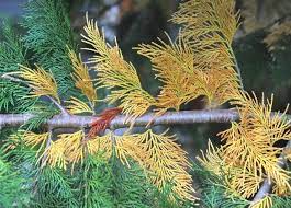 Осенью листья становятся рыжими и желтыми. When Inner Conifer Needles Turn Yellow Or Brown A Way To Garden