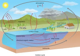 Biogeochemical cycles represent the main system by which the energy of the sun is transformed into energy of the chemical compounds by living beings and products of their activity. 8 7 Biogeochemical Cycles Biology Libretexts