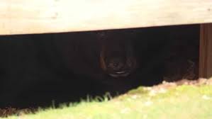 Dog finds bear hibernating under deck of Connecticut home