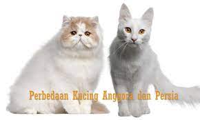 Pendapat pertama adalah banyak peneliti yang menyebutkan bahwa jenis kucing. Perbedaan Kucing Anggora Dan Persia Fanicat