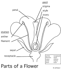 Pin By Renee Ancell On Science Experiments Curriculum Parts Of A Flower Science Lessons Plant Science