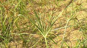 Image result for Cyperus maculatus