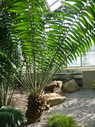 Image result for Zamiaceae