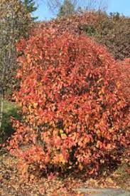 We did not find results for: Cotoneaster Peking Pruning Winter Care And Fertilizing Hawks Landscape Inc