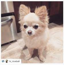 Chihuahua standing on white background. Pin On The Adventures Of Riceball