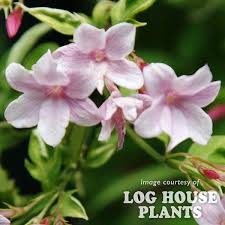 Image result for Jasminum schimperi