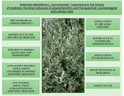 Image result for Artemisia sp.no.1