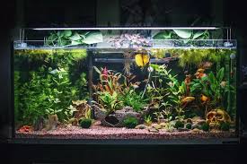 What is a Vivarium Tank? The Many Different Types