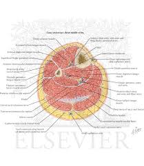 Their origins and insertions are difficult to remember, and they are best considered as parts of general functional groups. Cross Section Upper Thigh Shefalitayal