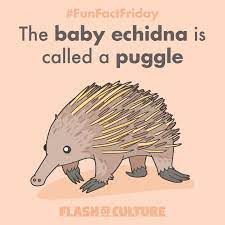 Fun Fact The Baby Echidna Is Called A Puggle Australia Fun Facts Animal Humour Facts For Kids