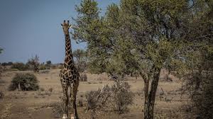A giraffe can last longer without than a camel can! i am wondering *if* a giraffe can last longer without water than a camel (can). Natucate Blog Giraffes Natucate