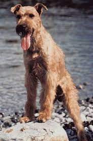 Irish Terriers What S Good About Em What S Bad About Em Irish Terrier Irish Terrier Puppies Top Dog Breeds