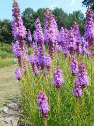 Liatris Blazing Star Gayfeather A To Z Flowers