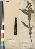 Image result for Floscopa africana