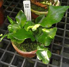 Image result for Microsorum pappei