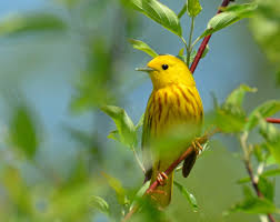 Resultado de imagen de little bird