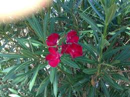 Pin On Lule Plant Mbjellje