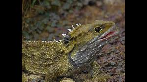 Tuatara at the Southland Museum - YouTube