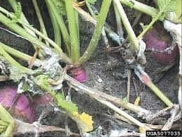 Maybe you would like to learn more about one of these? White Mold Information Recognizing Symptoms Of White Mold On Plants