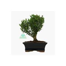 Tree bonsai garden nature boxwood herbs buxus harlandii | plant lust. Buxus Harlandii Boxwood 24 Cm