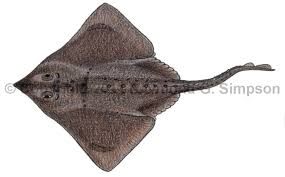 Image result for Bothriocline moramballae