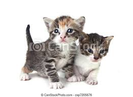 Cute little kitten in cardboard box, closeup. Cute Newborn Baby Kittens Easily Isolated On White Adorable Cute Kittens On White Background Canstock
