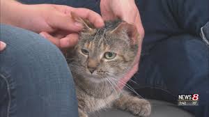 Maybe you would like to learn more about one of these? Mega Pet Adoption Event To Kick Off Saturday Wish Tv Indianapolis News Indiana Weather Indiana Traffic
