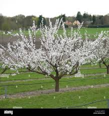 Image result for Prunus armeniaca