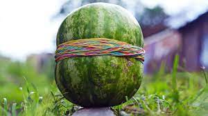 At one point on an ordinary friday, more than 800,000 people were watching two buzzfeed employees trying to make a watermelon explode with rubber bands. Experiment Watermelon Vs 1000 Rubber Bands Youtube