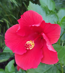 Make sure you've nailed the most important parts of the flower, such as the petals and the flower center. Pooja Manjula Shroff Ever Looked Around To See How Varied The Leaves On Trees Are How Each Flower Has A Different Shade They Re Proof Of The Almighty Of How Some Things