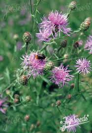 Image result for Stoebe