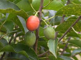 Image result for Mimusops elengi