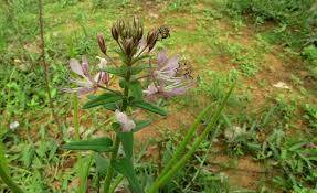 Image result for Cleome monophylla
