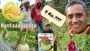 Petani Melon Amanda (Chia Tai) Dapat Mencapai 5 Kg per pohon