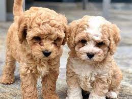Cavapoo puppies can take on the physical attributes of either cavalier king charles spaniels or. Cavapoo Breeders In California Our Fit Pets
